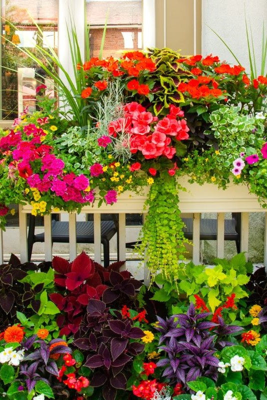 Flowers Plants
