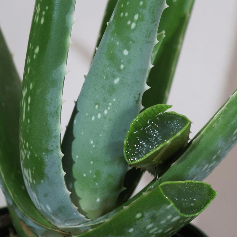 Aloe Vera Plant - Organic Plant - صبار الألوفيرا