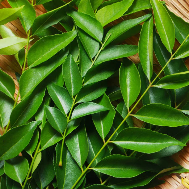 Curry Leaves Plant – Nature’s Aromatic Gift-نبات أوراق الكاري