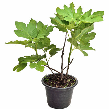 Fig plant- The Ancient Tree of Life -نبات التين