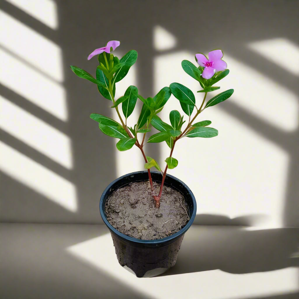 Madagascar Periwinkle – The Blossoming Healer-زهرة البنفسج مدغشقر