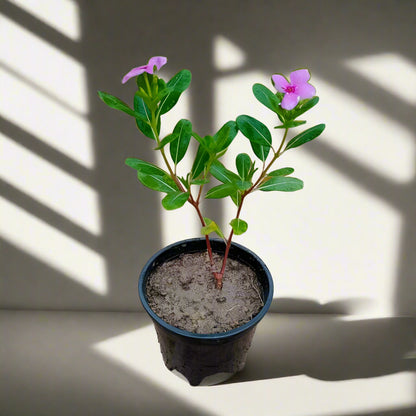 Madagascar Periwinkle – The Blossoming Healer-زهرة البنفسج مدغشقر