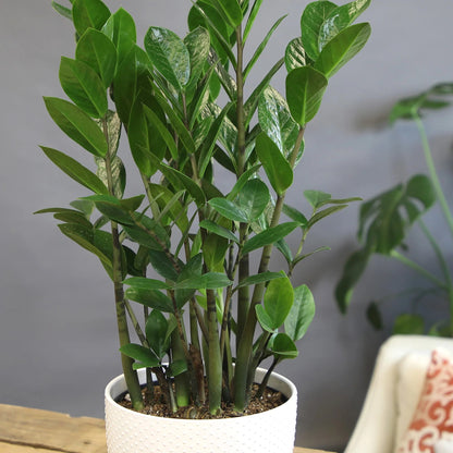 زاميوكولكاس (زاميا) - ارتفاع 70سم Zamioculcas zamiifolia