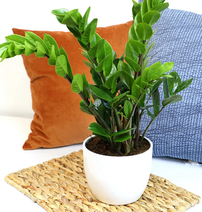 زاميوكولكاس (زاميا) - ارتفاع 70سم Zamioculcas zamiifolia