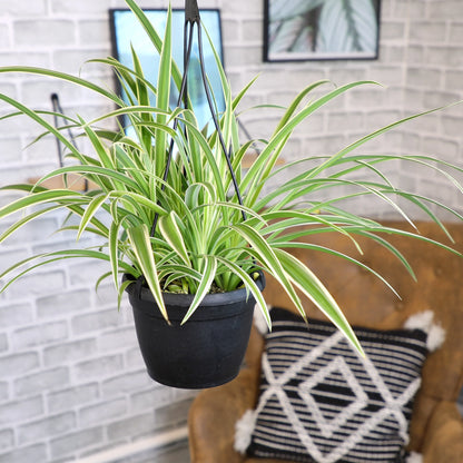 Spider Plant (نبات عنكبوت)