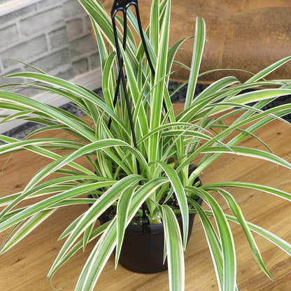 Spider Plant (نبات عنكبوت)