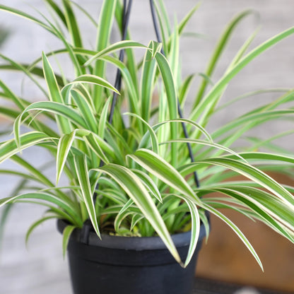 Spider Plant (نبات عنكبوت)