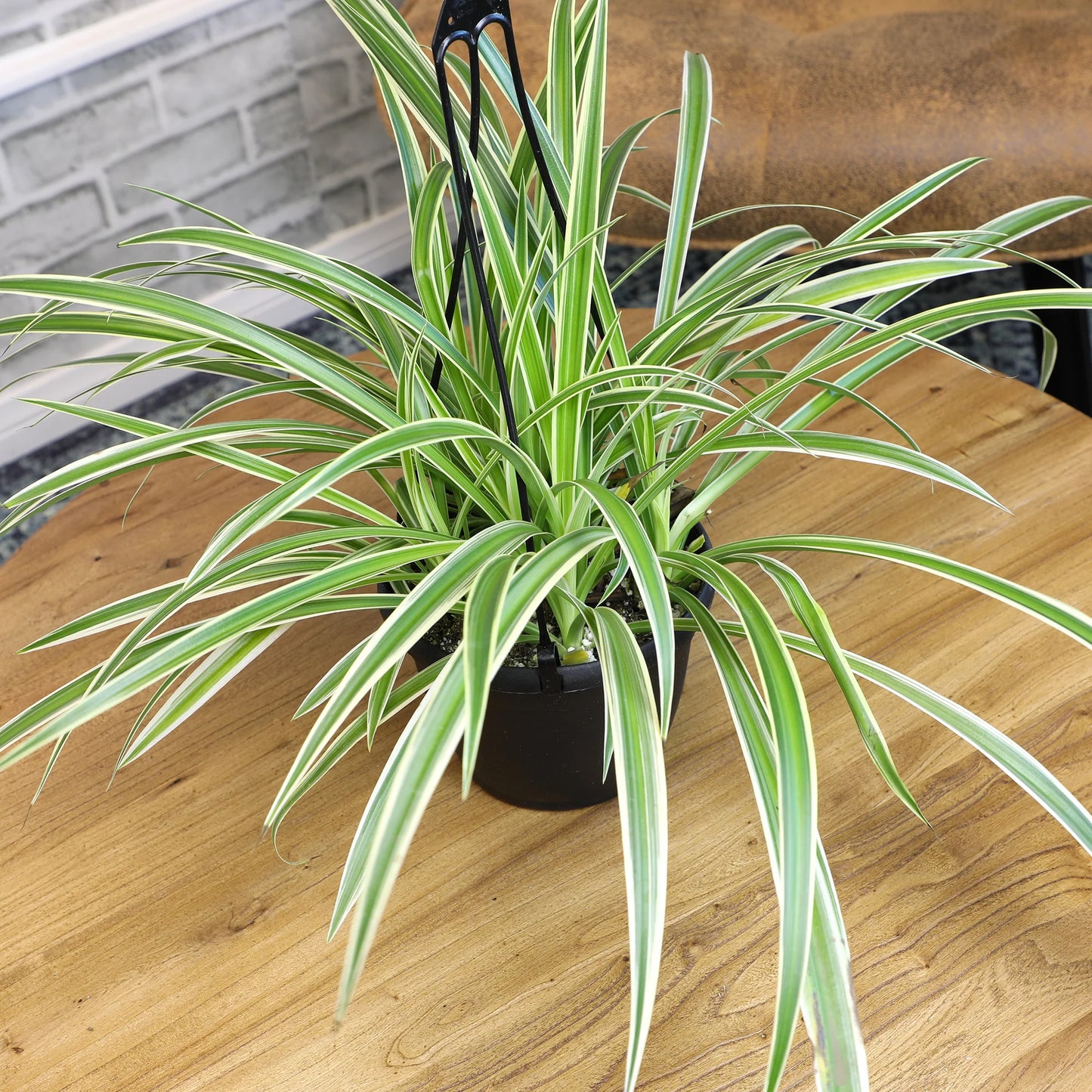 Spider Plant (نبات عنكبوت)