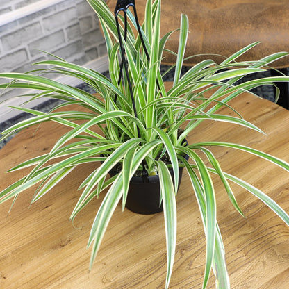 Spider Plant (نبات عنكبوت)