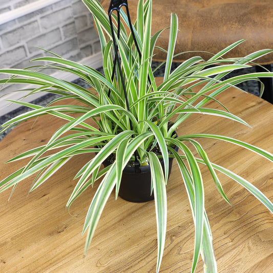 Spider Plant (نبات عنكبوت)