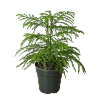 Island Pine شجرة كوكسي أيلتد نيات داخلي