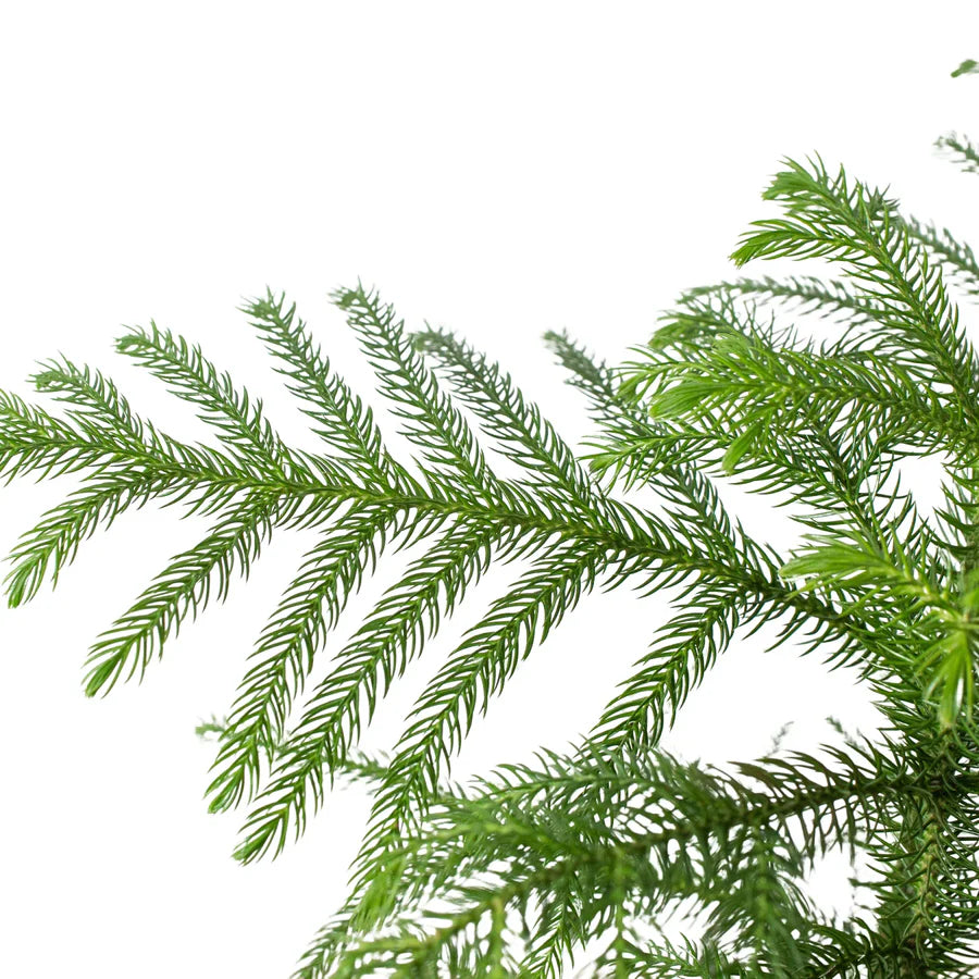 Island Pine شجرة كوكسي أيلتد نيات داخلي