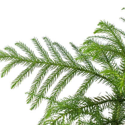 Island Pine شجرة كوكسي أيلتد نيات داخلي