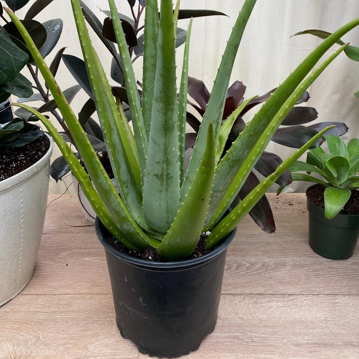 Aloe Vera Plant - Organic Plant - صبار الألوفيرا