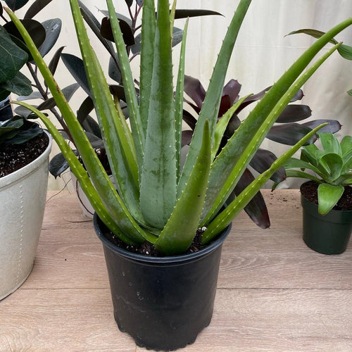 Aloe Vera Plant - Organic Plant - صبار الوفيرا