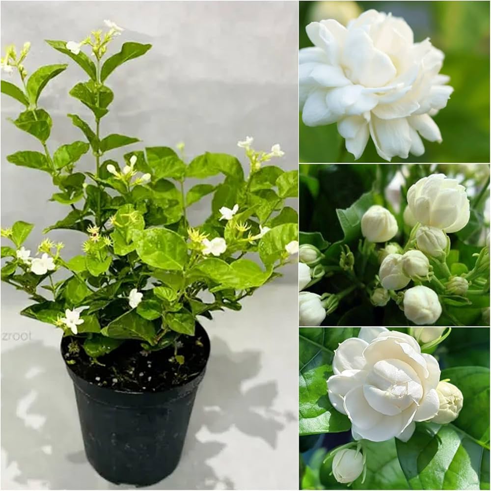 Jasmine Sambac – The Arabian Jasmine-الياسمين السامباك - الياسمين العربي