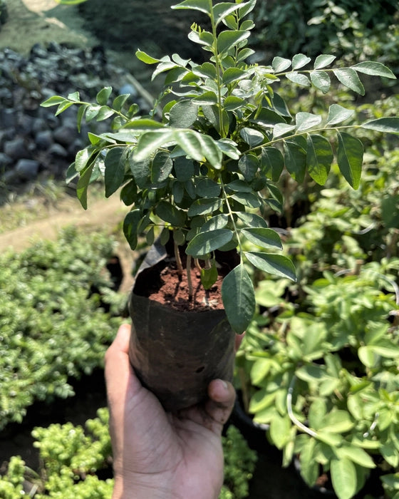 Curry Leaves Plant – Nature’s Aromatic Gift-نبات أوراق الكاري