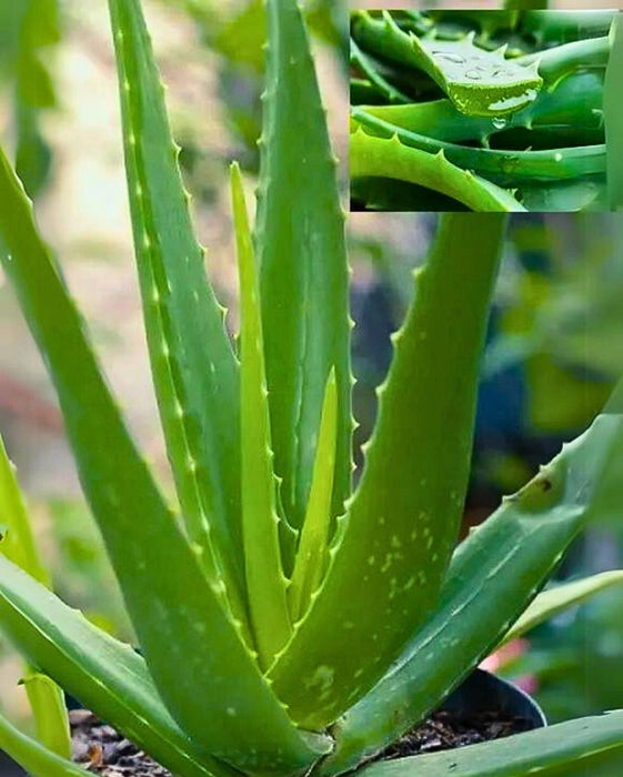 Aloe Vera Plant - Organic Plant - صبار الألوفيرا