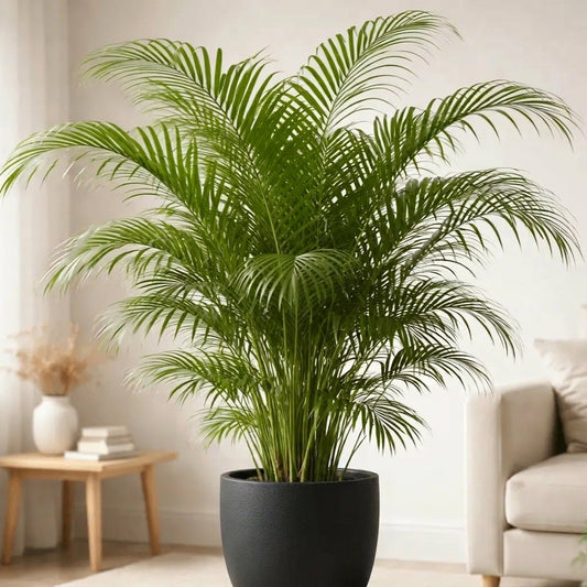 Areca Palm – Dypsis lutescens نخلة الأريكا – ديبسيس لوتيسينس