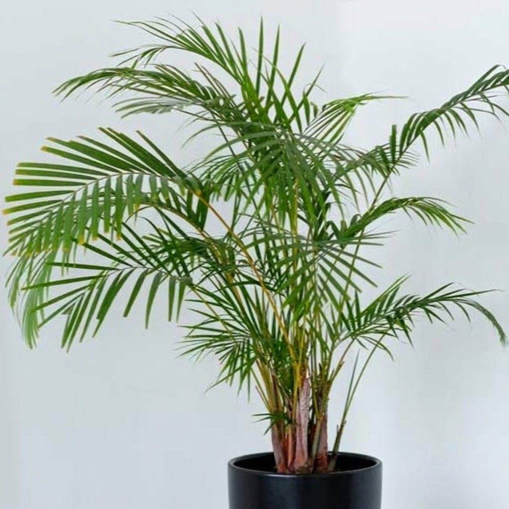 Areca Palm – Dypsis lutescens نخلة الأريكا – ديبسيس لوتيسينس