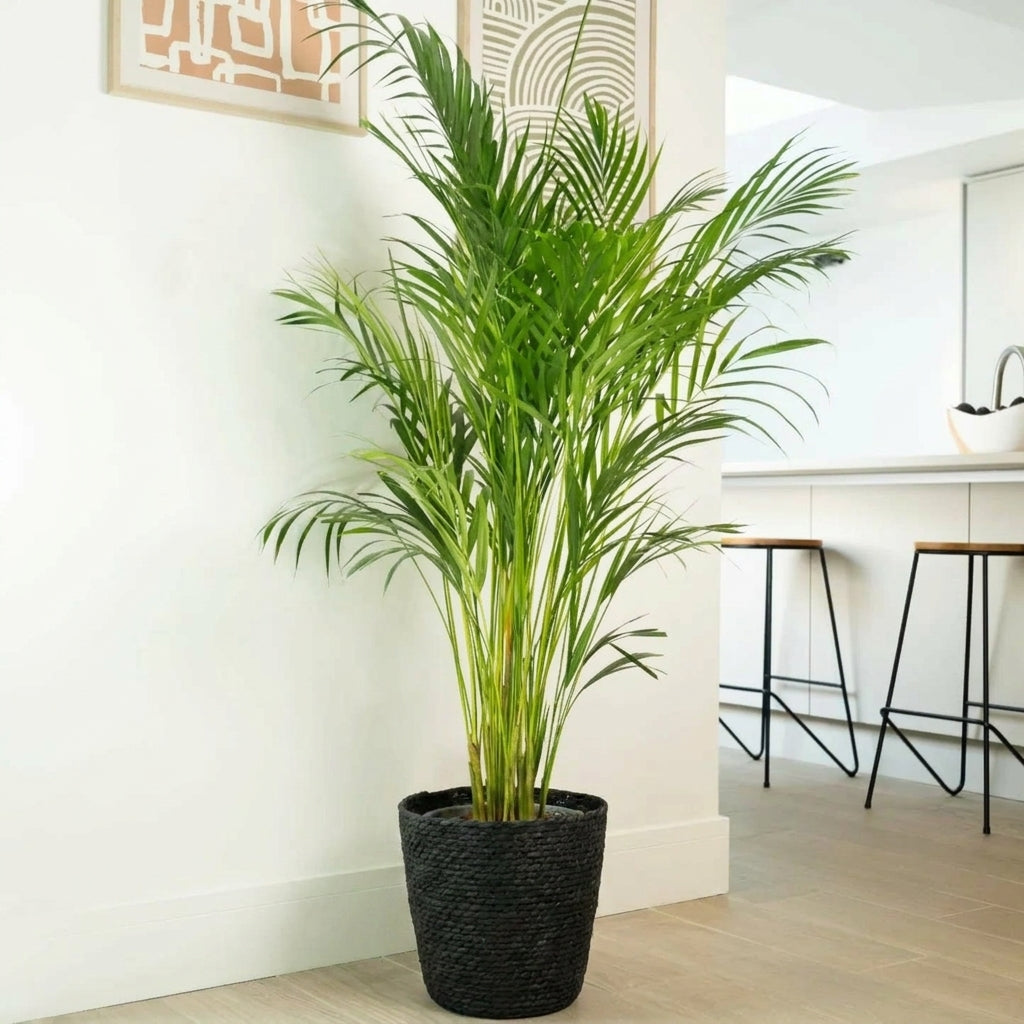 Areca Palm – Dypsis lutescens نخلة الأريكا – ديبسيس لوتيسينس