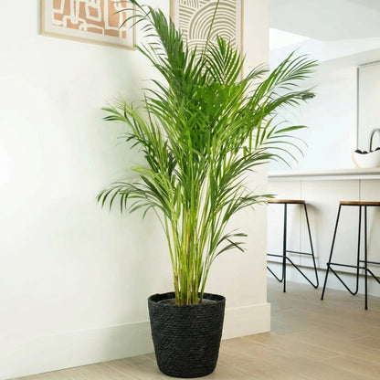 Areca Palm – Dypsis lutescens نخلة الأريكا – ديبسيس لوتيسينس