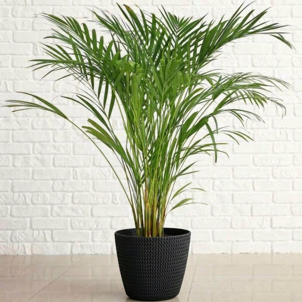 Areca Palm – Dypsis lutescens نخلة الأريكا – ديبسيس لوتيسينس