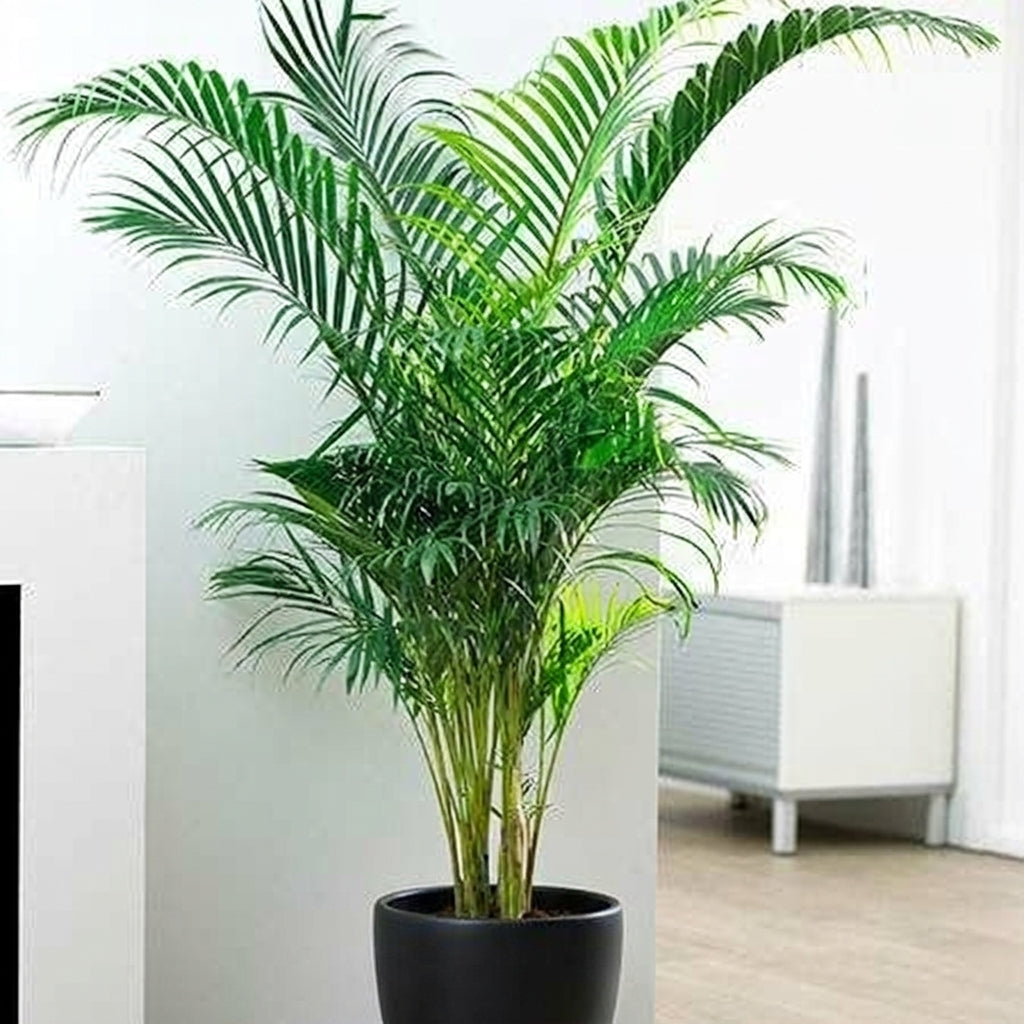 Areca Palm – Dypsis lutescens نخلة الأريكا – ديبسيس لوتيسينس