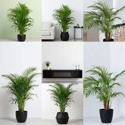 Areca Palm – Dypsis lutescens نخلة الأريكا – ديبسيس لوتيسينس