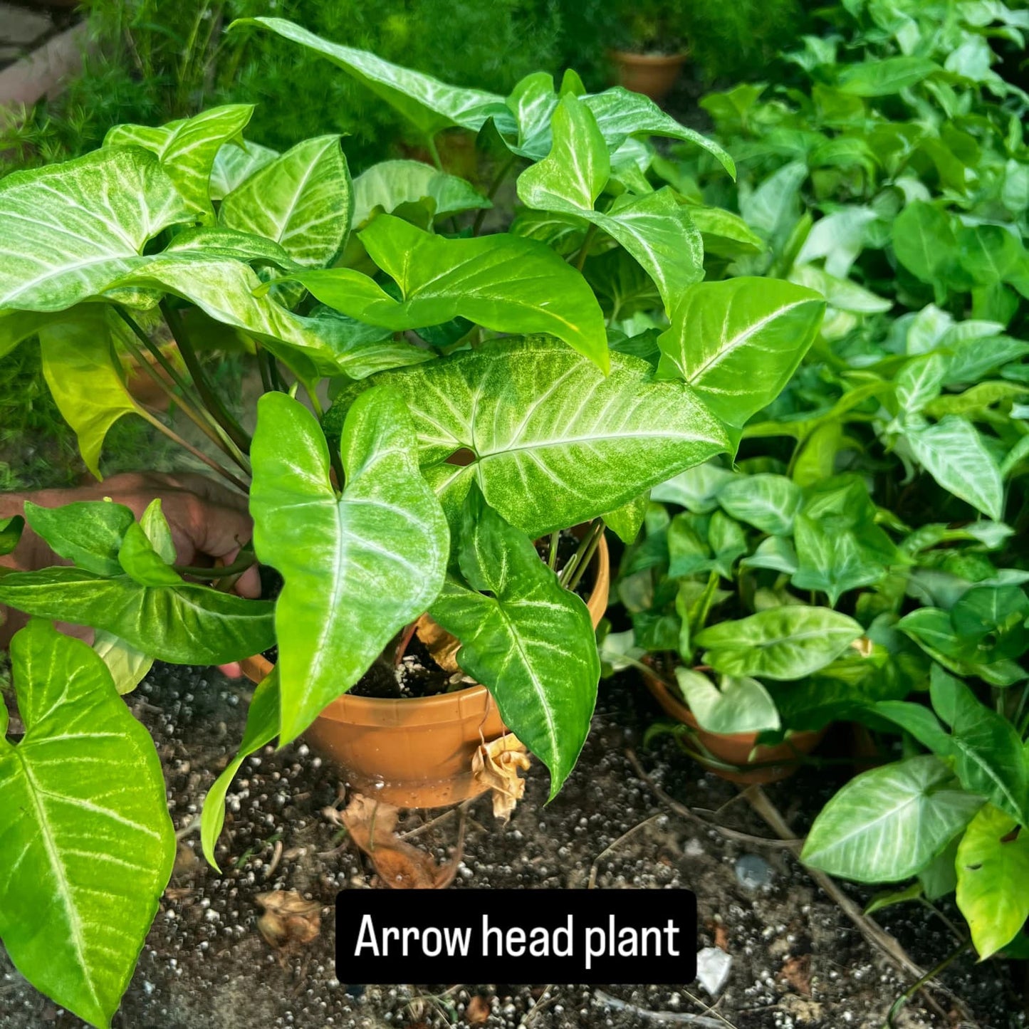 Arrowhead Plant - نبات رأس السهم