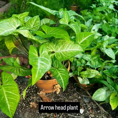 Arrowhead Plant - نبات رأس السهم