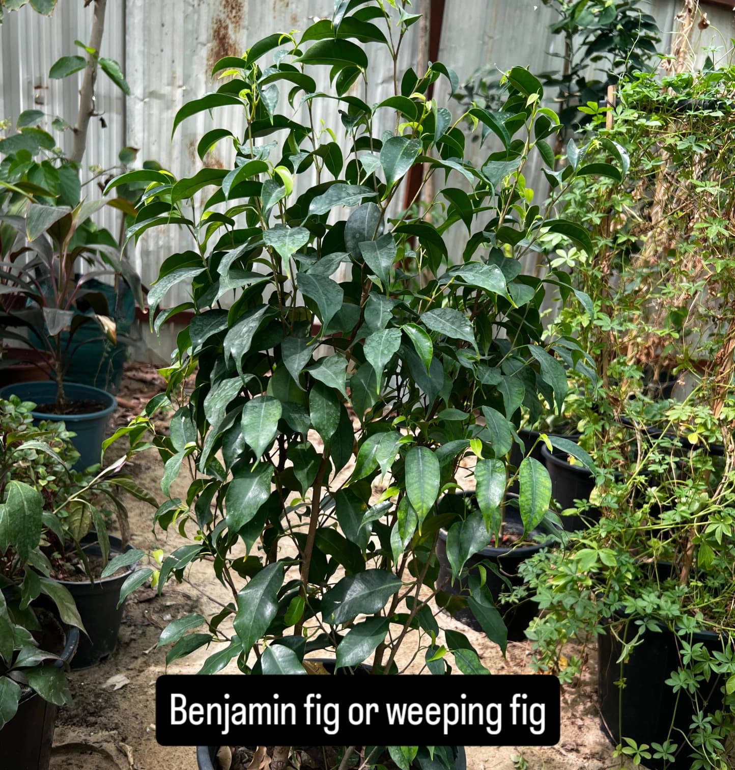 Ficus benjamina – The Graceful Weeping Fig -فيكوس بنيامينا