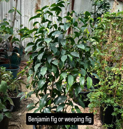 Ficus benjamina – The Graceful Weeping Fig -فيكوس بنيامينا