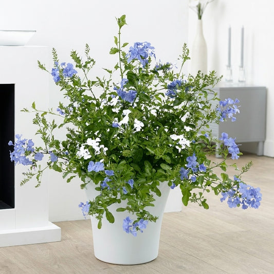 Blue plumbago البلومباغو