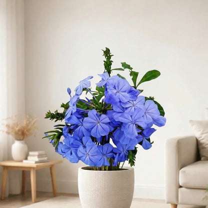Blue plumbago البلومباغو