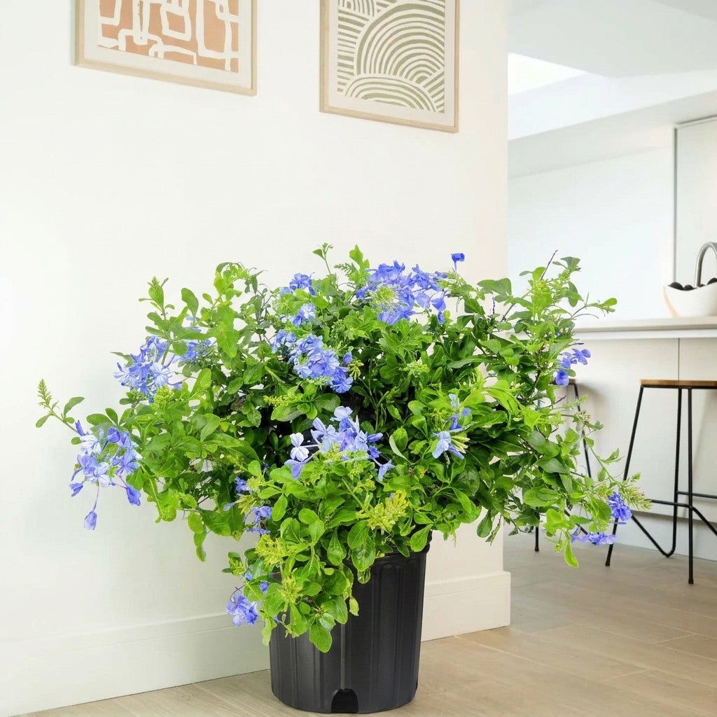 Blue plumbago البلومباغو