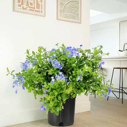 Blue plumbago البلومباغو