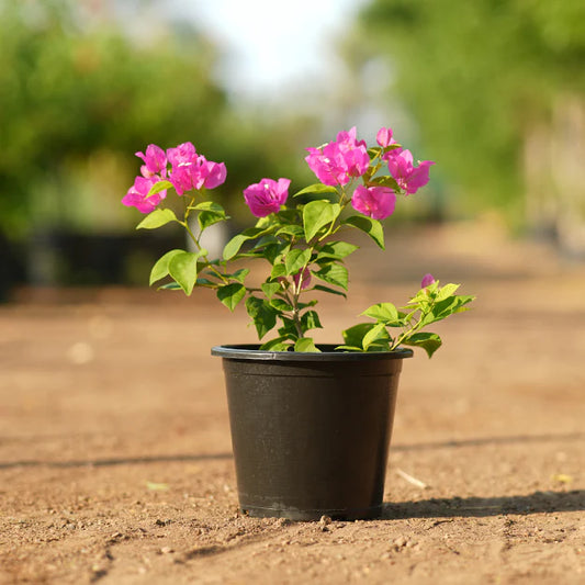 Bougainvillea – The Colorful Queen of the Tropics -الجهنمية