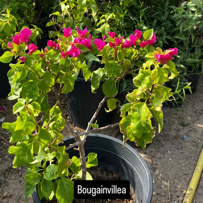 Bougainvillea – The Colorful Queen of the Tropics -الجهنمية