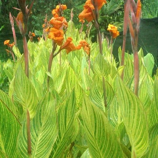 Canna lily (indian shot) - نبات زنبق القنا (اللقطة الهندية)