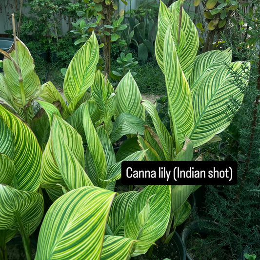 Canna lily (indian shot) - نبات زنبق القنا (اللقطة الهندية)