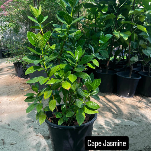 Cape Jasmine- كيب ياسمين