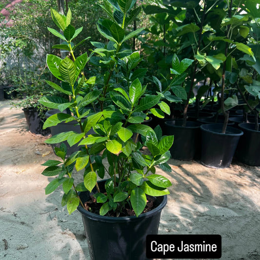 Cape Jasmine- كيب ياسمين