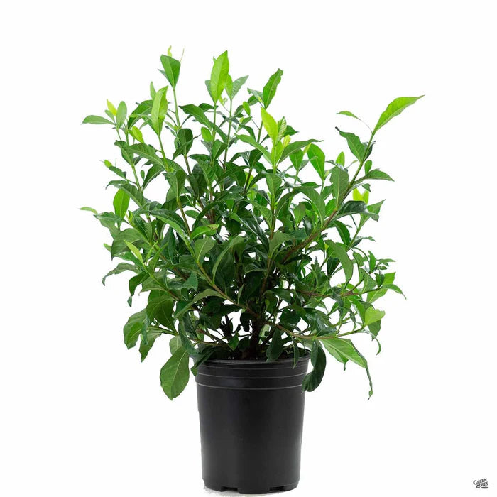 Cape Jasmine- كيب ياسمين