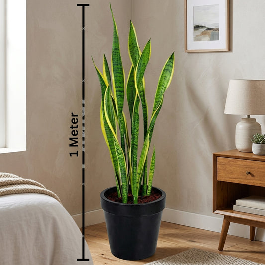 Snake Plants-نباتات الثعبان