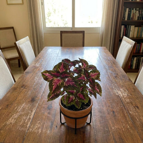 Coleus Table Plant – نبات الكوليوس الملون