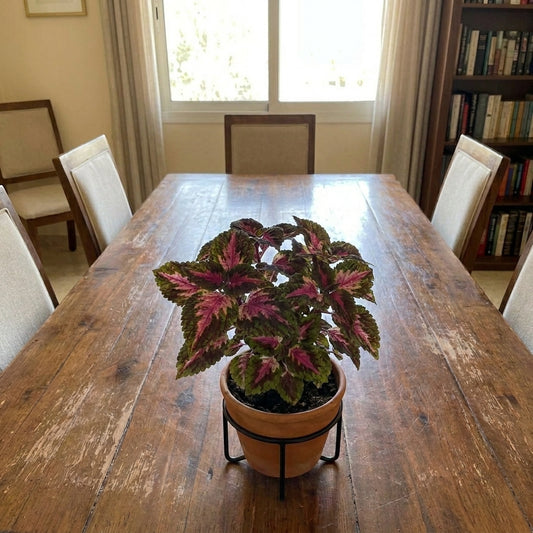 Coleus Table Plant – نبات الكوليوس الملون