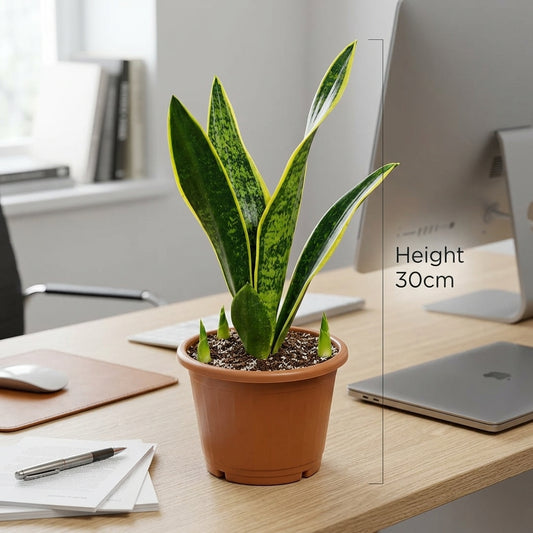 Snake Plant Table Plant – Sansevieria trifasciata