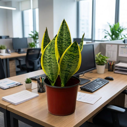 Snake Plant Table Plant – Sansevieria trifasciata