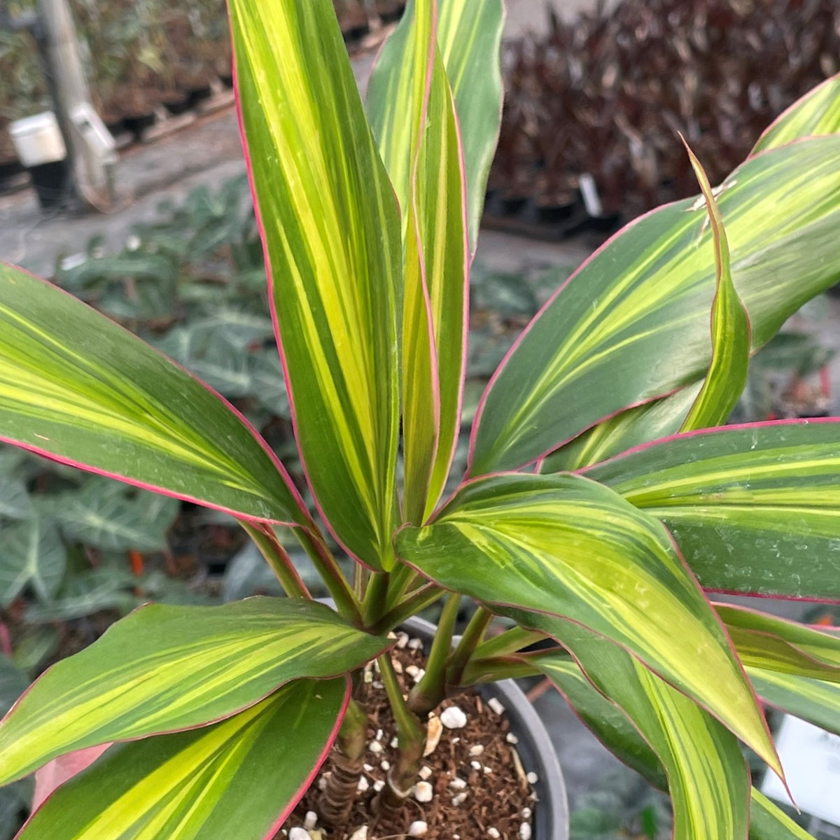 Cordyline “Kiwi” Plant كورديل شجيري